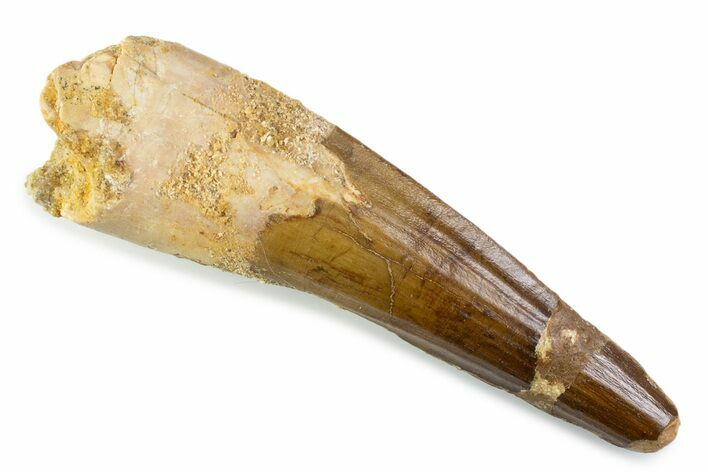 Fossil Spinosaurus Tooth - Real Dinosaur Tooth #373940